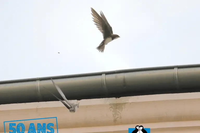 Habiter le ciel !, une balade à la rencontre des martinets à Saint-Étienne